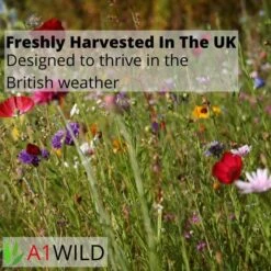 A1WILD UK Native 100% Wildflower Seed Mix -Outdoor Garden Care Shop 2 10
