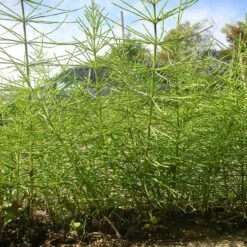 Kurtail Evo - Mares Tail Herbicide -Outdoor Garden Care Shop horsetail kurtail 1