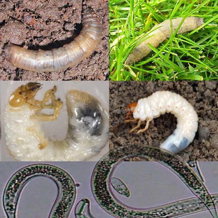 Leatherjacket & Chafer Grub Control With Nematodes – E-Learning 1 Leatherjacket & Chafer Grub Control With Nematodes – E-Learning