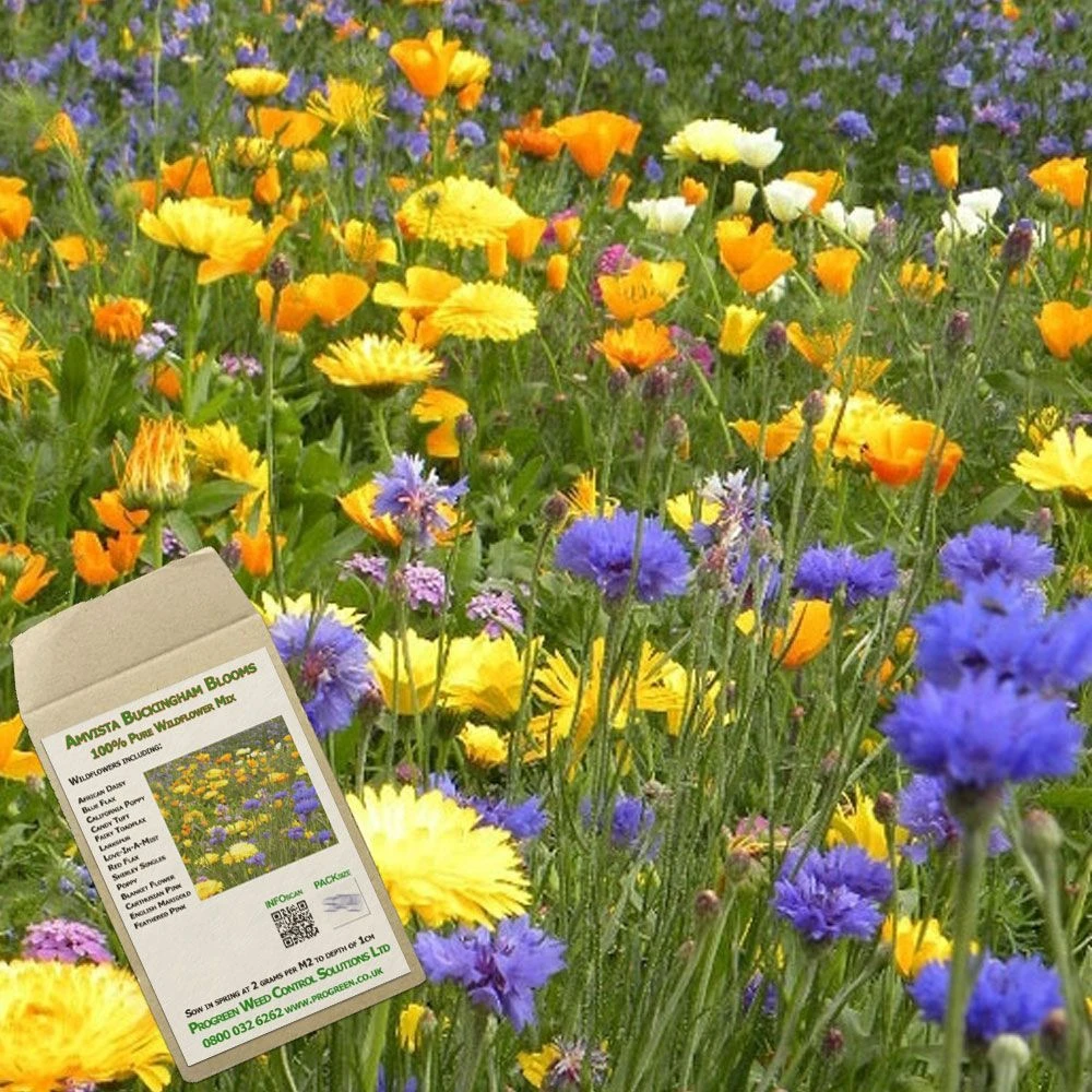 Amvista Buckingham Blooms Pure Wildflower Mix 100% 1 Amvista Buckingham Blooms Pure Wildflower Mix 100%