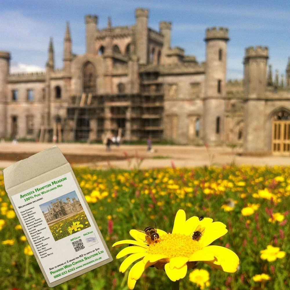 Amvista Hampton Meadow Pure Wildflower Mix 100% 1 Amvista Hampton Meadow Pure Wildflower Mix 100%
