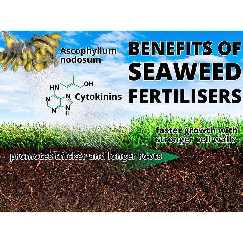 Maxicrop Tomato Fertiliser - 10Lwith Seaweed 2 Maxicrop Tomato Fertiliser - 10Lwith Seaweed - Image 2