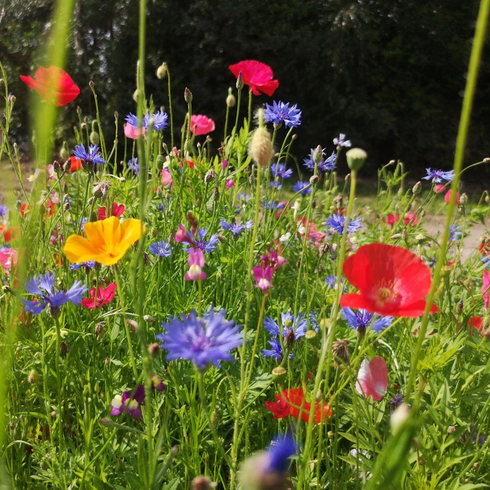 Amvista St James's Pure Wildflower Mix 100% 2 Amvista St James's Pure Wildflower Mix 100% - Image 2