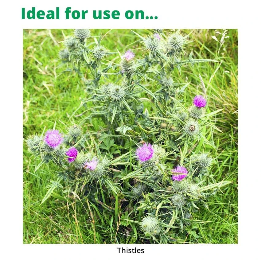 Vivendi 200 1L - Weed Killer For Thistle Control In Grassland 2 Vivendi 200 1L - Weed Killer For Thistle Control In Grassland - Image 2