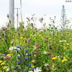 A1LAWN Wildflower Partner Grass Seed 5KG 5 A1LAWN Wildflower Partner Grass Seed 5KG -Outdoor Garden Care Shop wildflowers and grass